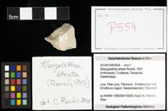 Foto (Objekt + Etiketten) von Mesogalathea striata (Remeš, 1895) 